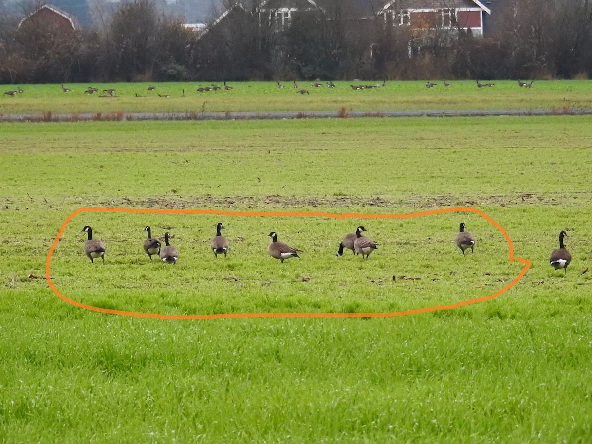 Cackling Goose (Taverner's) - ML646248462