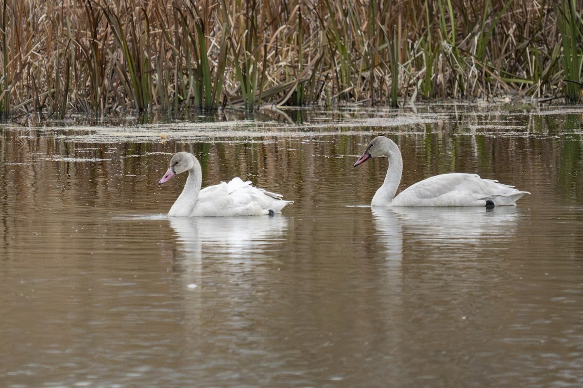 コハクチョウ - ML646248464