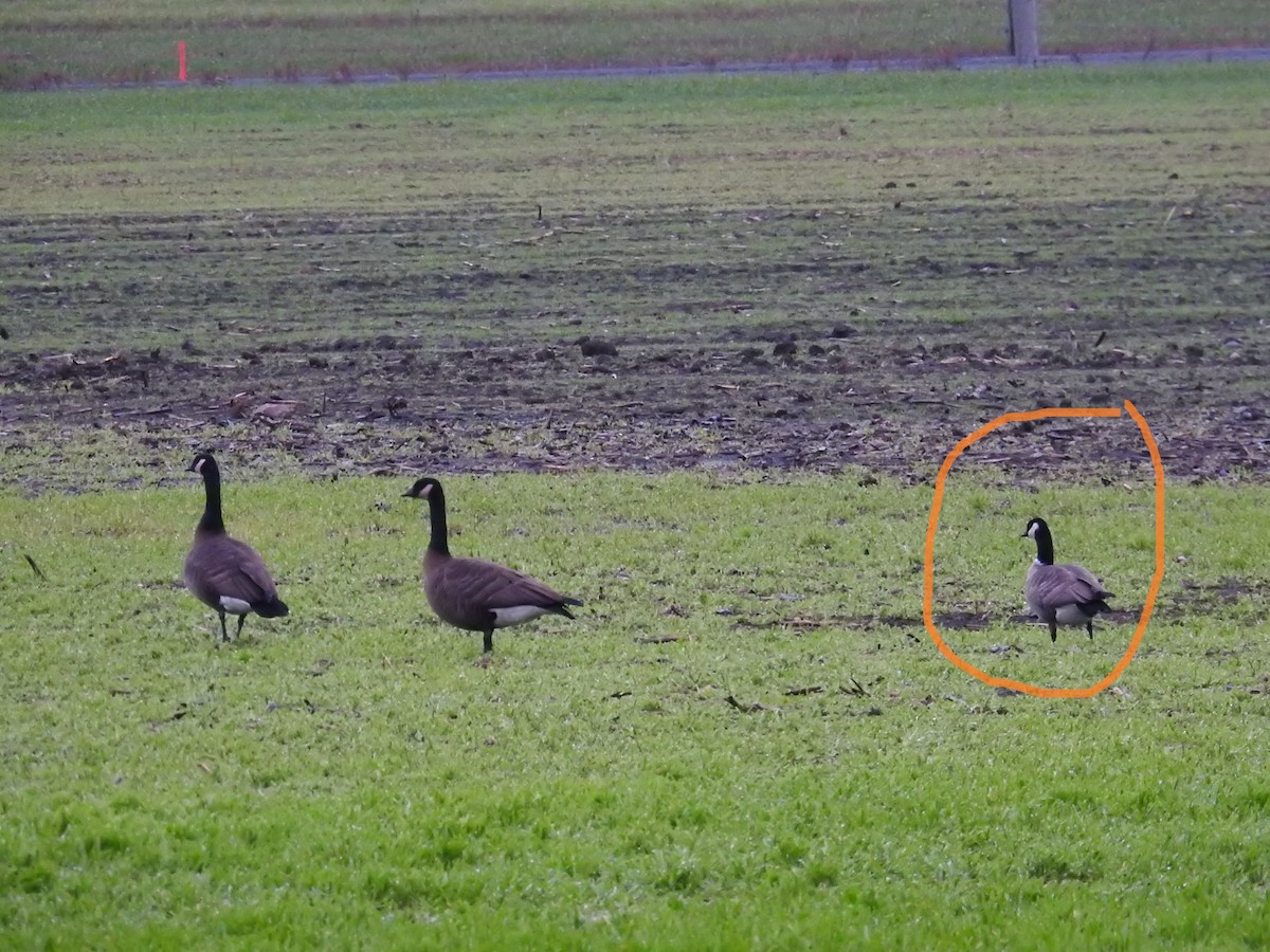 Cackling Goose (Taverner's) - ML646248465