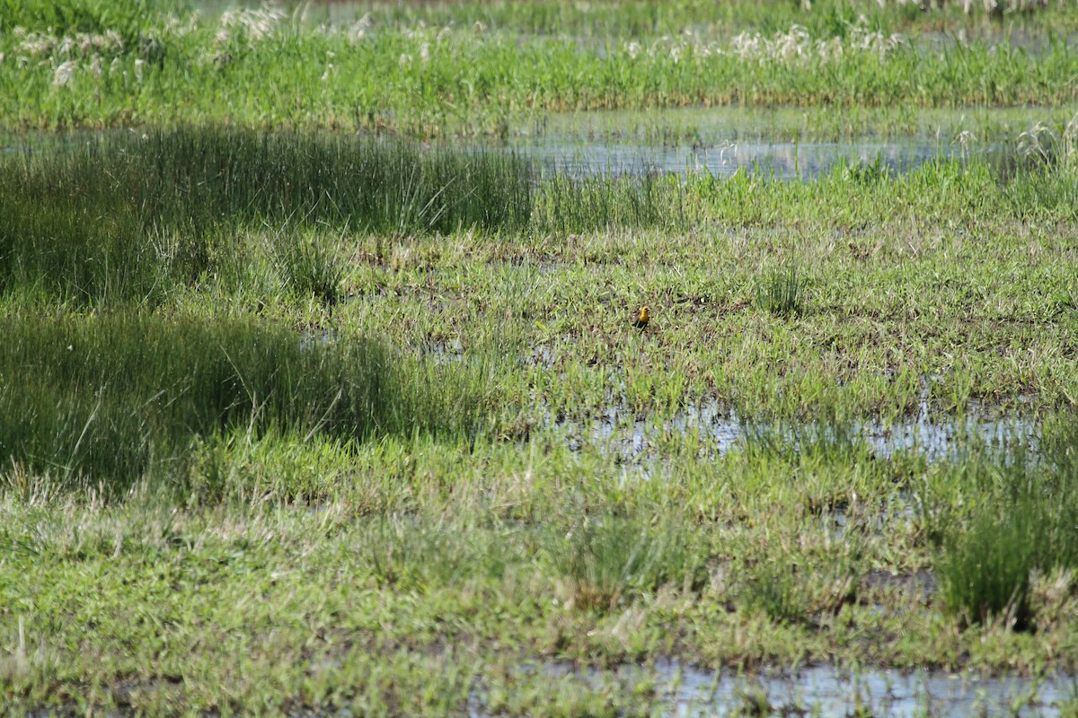 キガシラムクドリモドキ - ML646248466