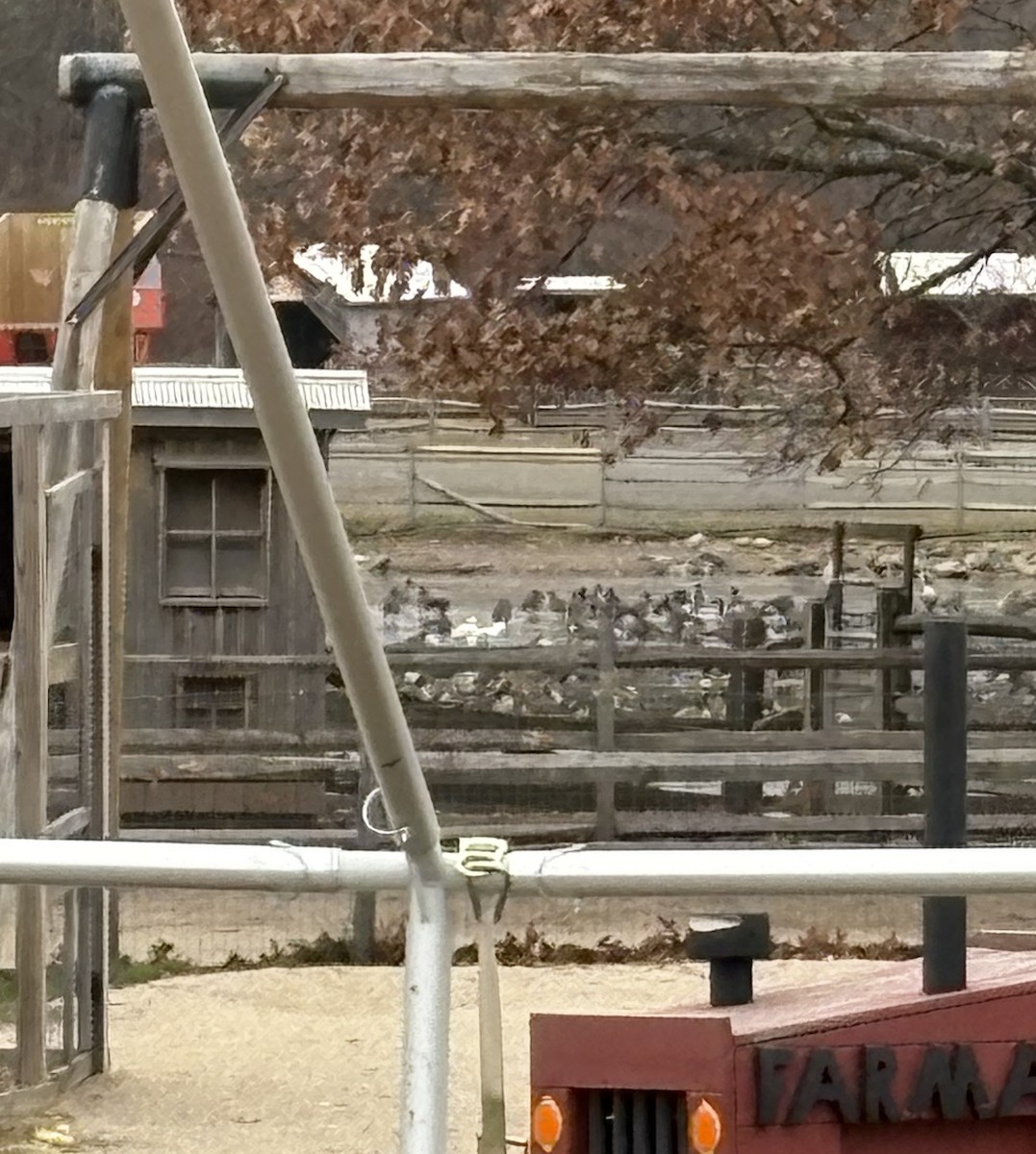 ハクガン - ML646248467