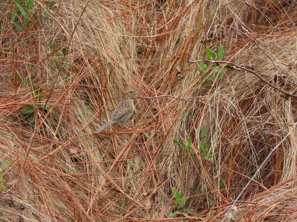 ヤブスズメモドキ - ML646248468