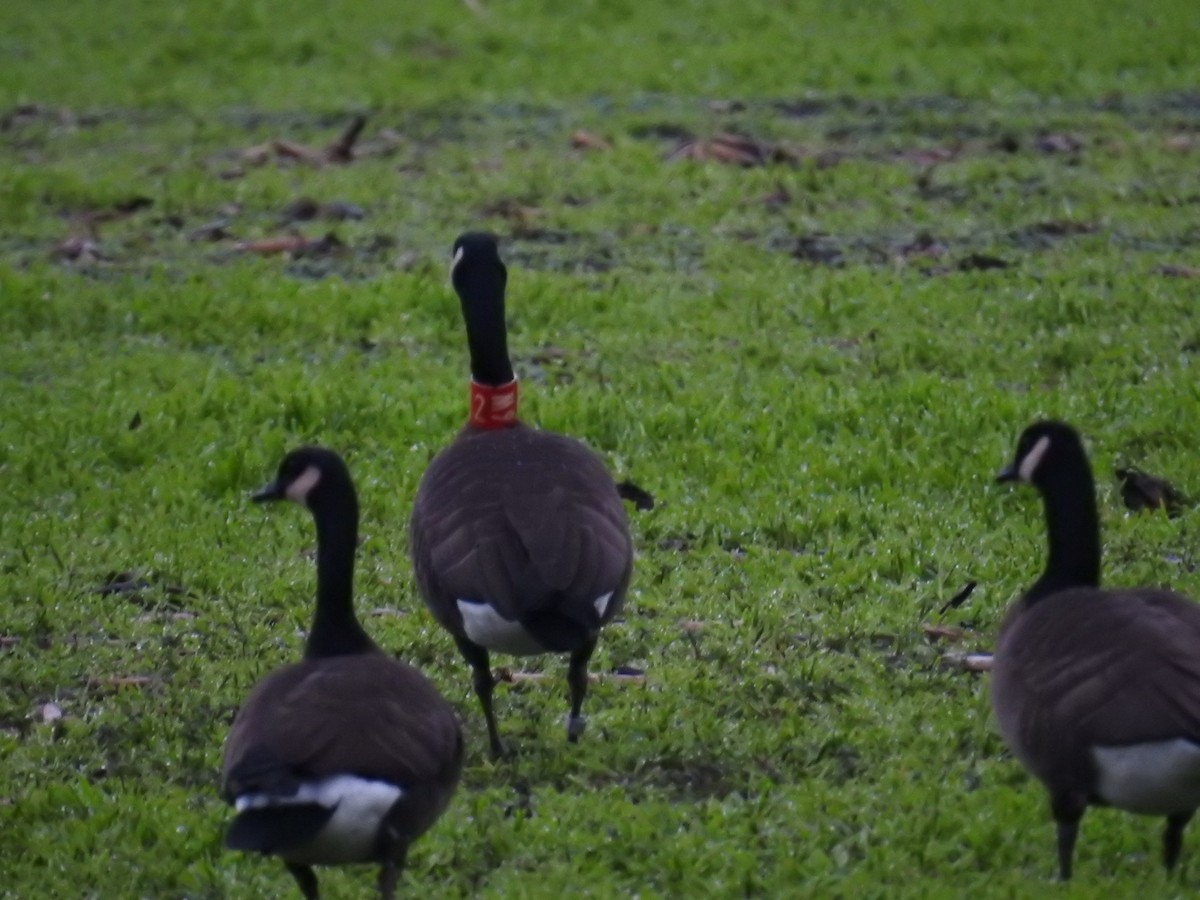 カナダガン（occidentalis／fulva） - ML646248469