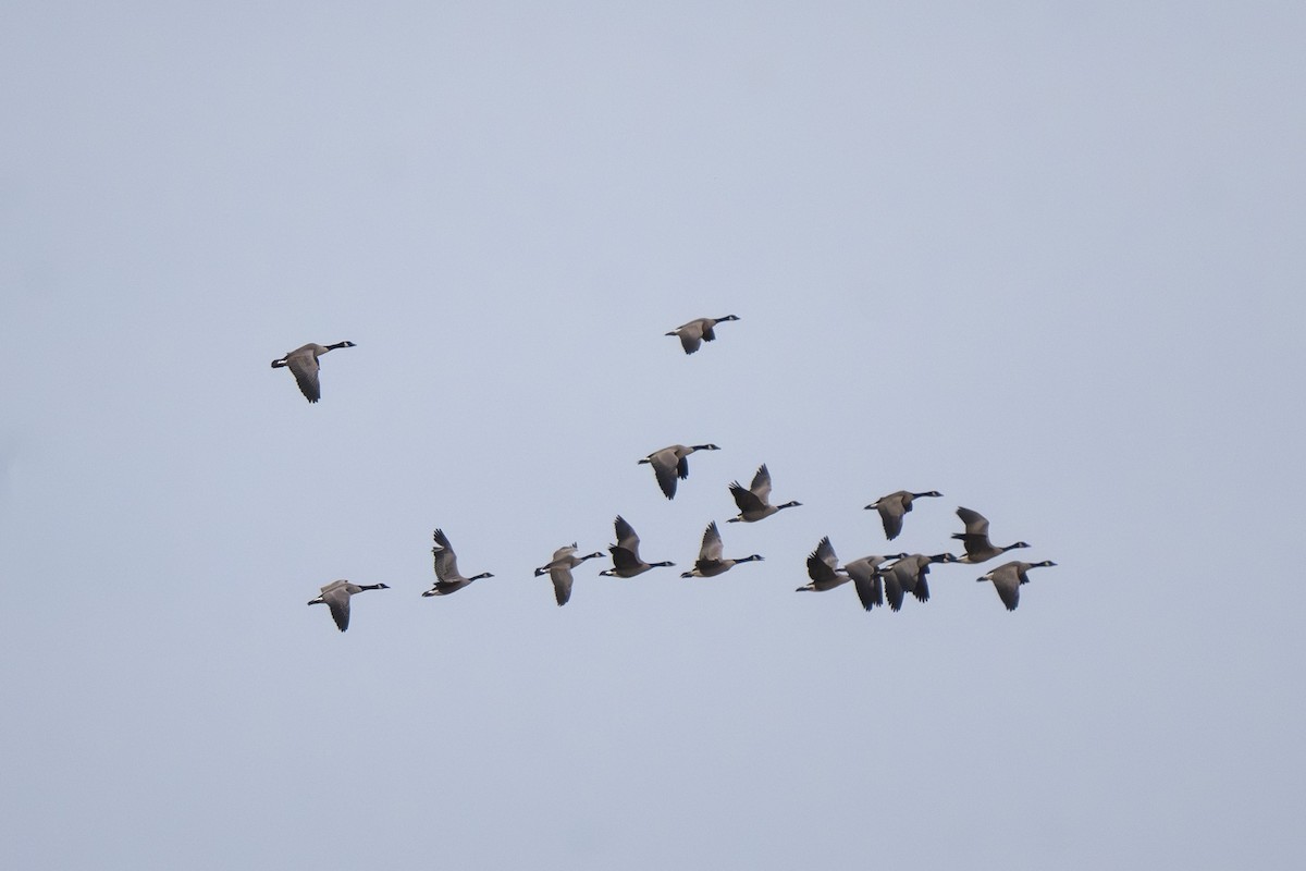 カナダガン - ML646248470