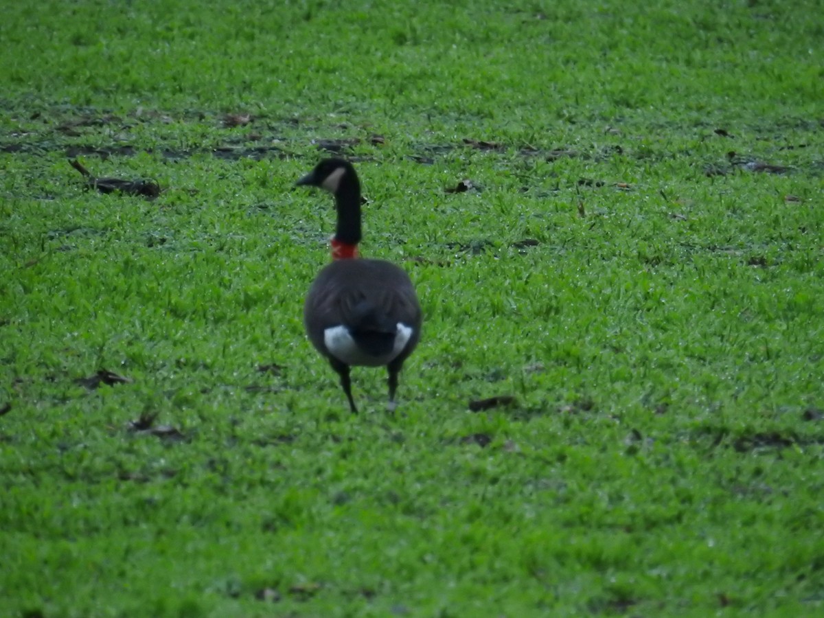 カナダガン（occidentalis／fulva） - ML646248471