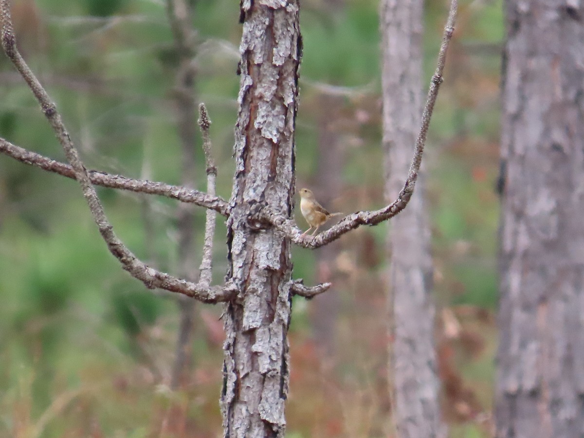 ヤブスズメモドキ - ML646248475