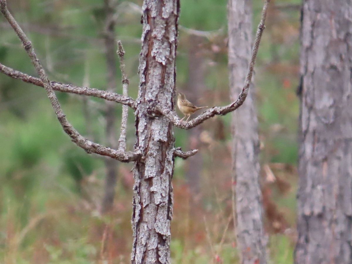 ヤブスズメモドキ - ML646248476