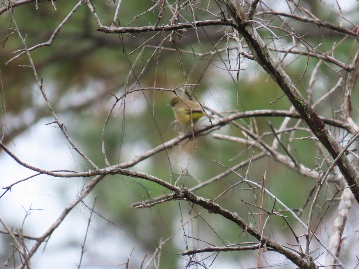 Palm Warbler - ML646248482
