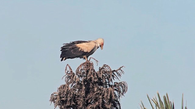 Palm-nut Vulture - ML646248483
