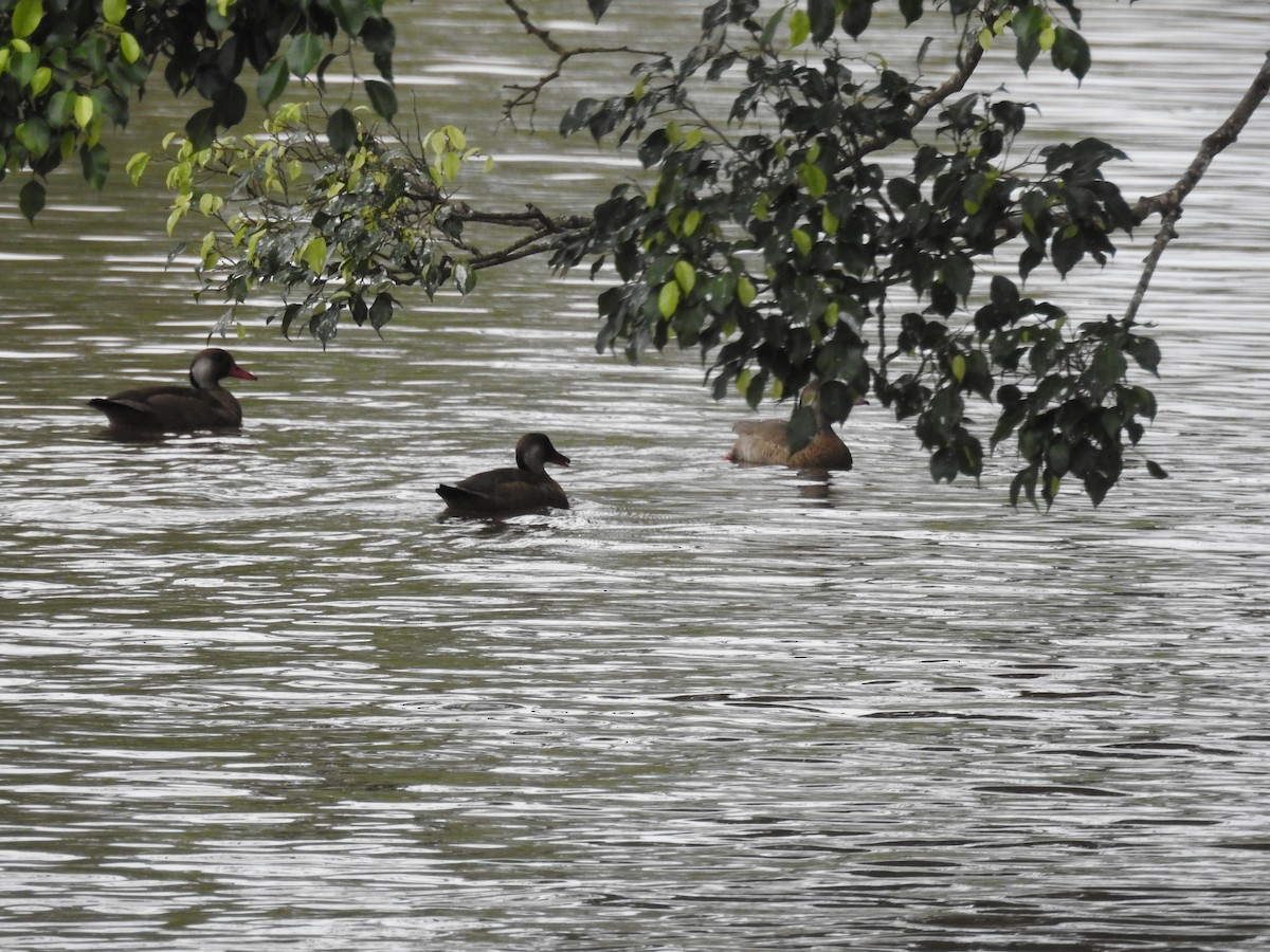 Brazilian Teal - ML646248484