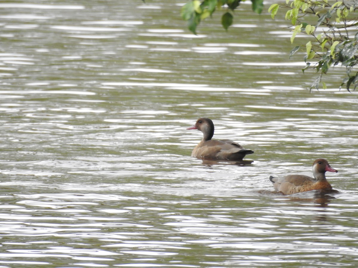 Brazilian Teal - ML646248486