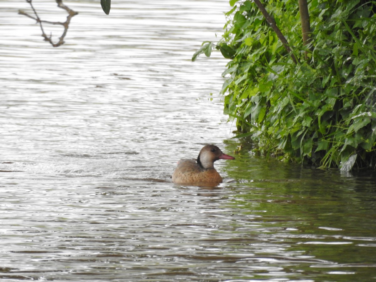 Brazilian Teal - ML646248487