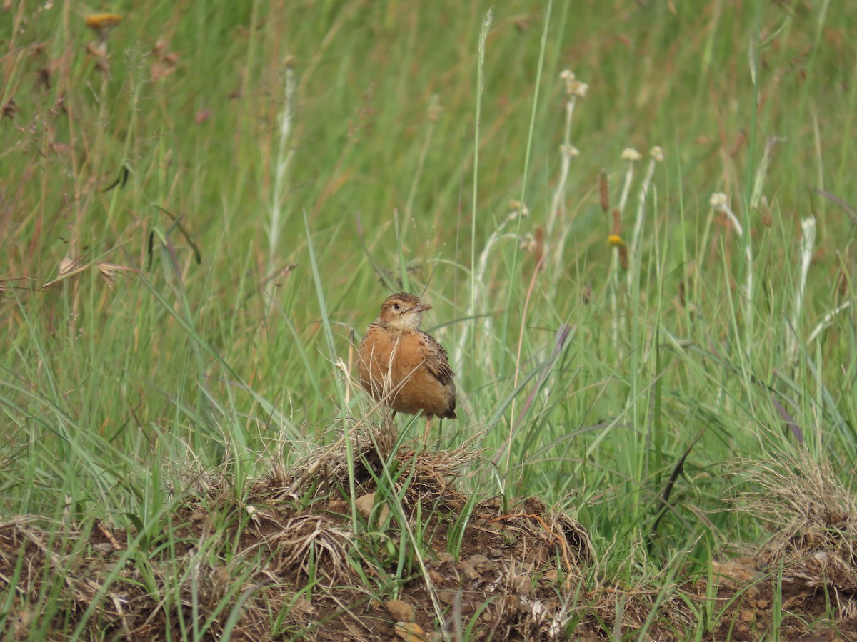 Spike-heeled Lark - ML646248488