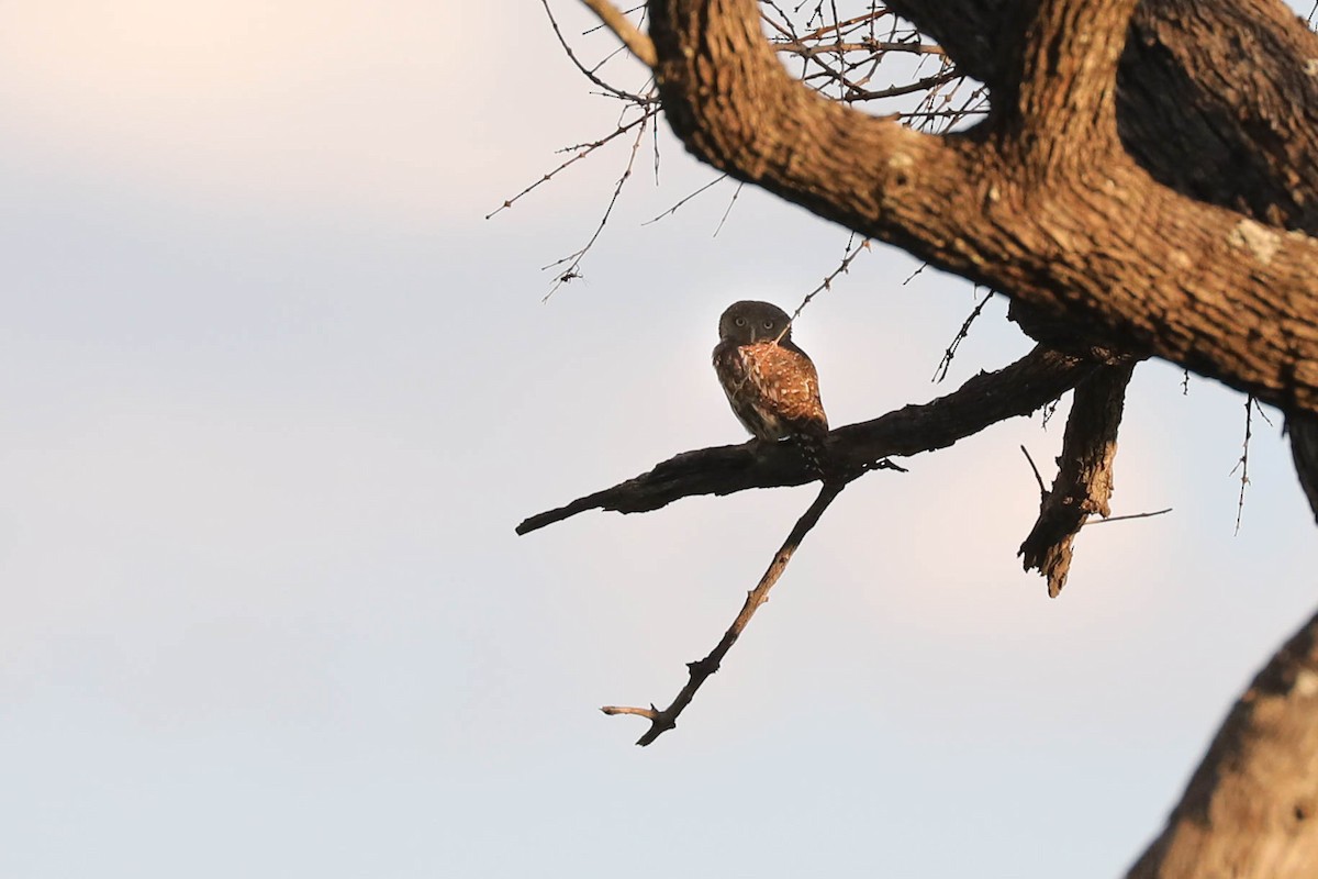 Pearl-spotted Owlet - ML646248489