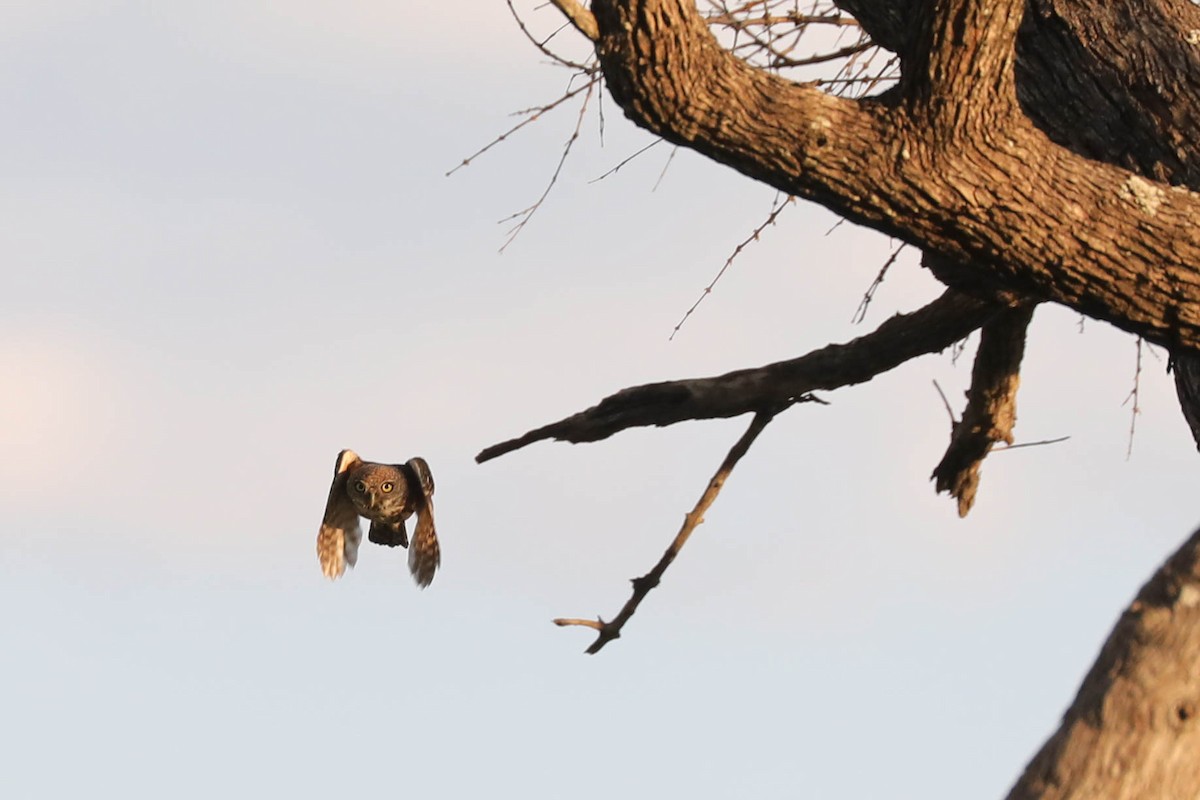 Pearl-spotted Owlet - ML646248490