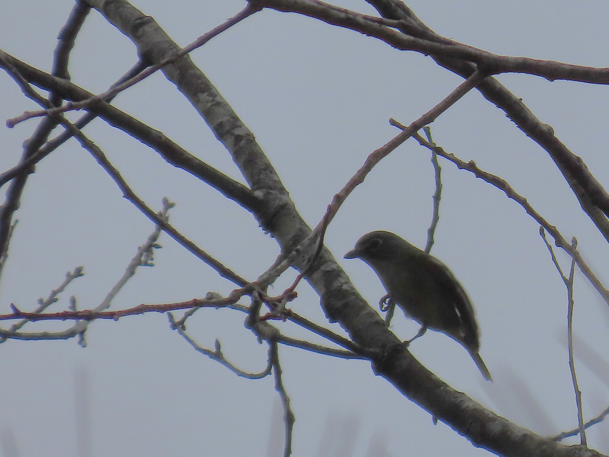 Blue-headed Vireo - ML646248491