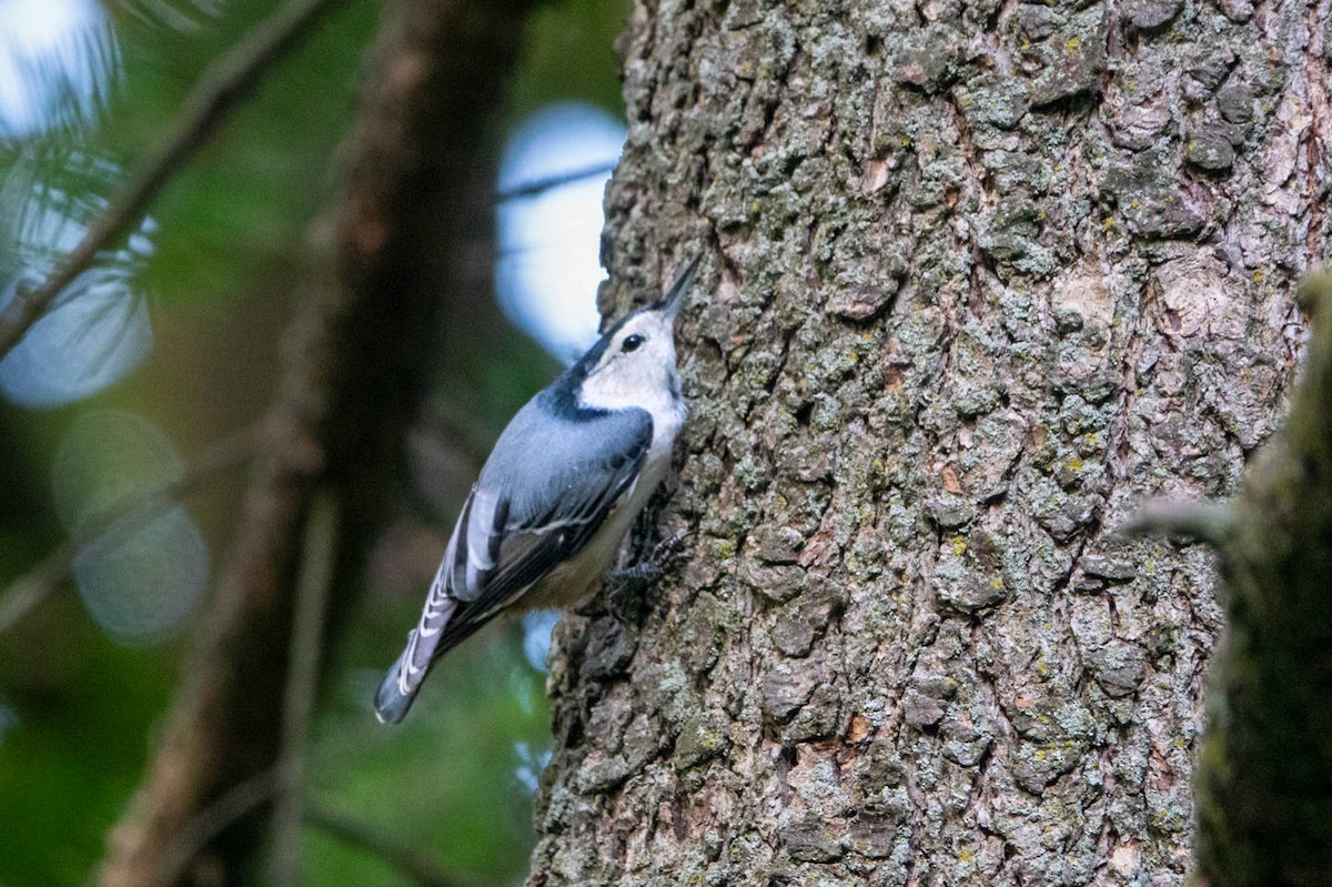 White-breasted Nuthatch - ML646248494