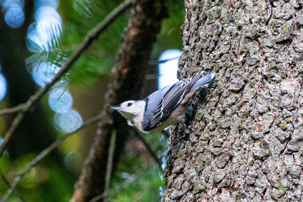 White-breasted Nuthatch - ML646248495