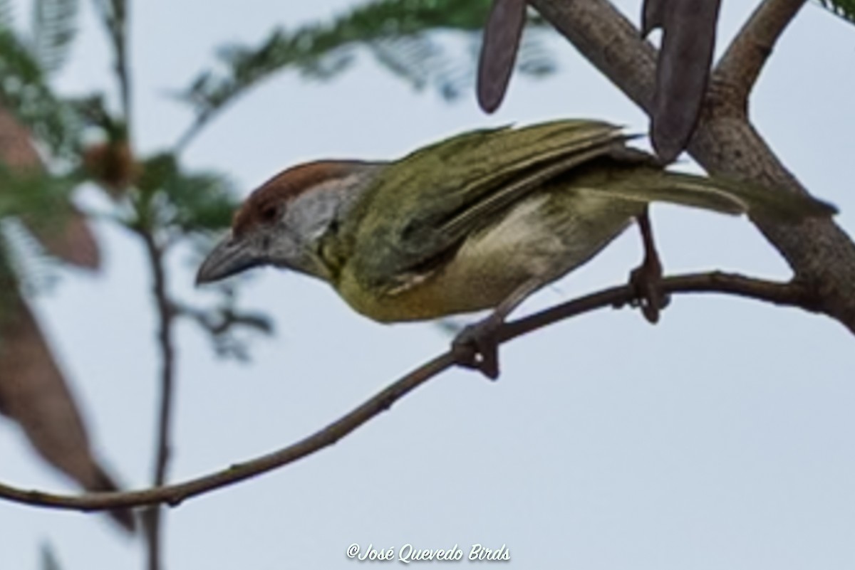 アカマユカラシモズ - ML646248496