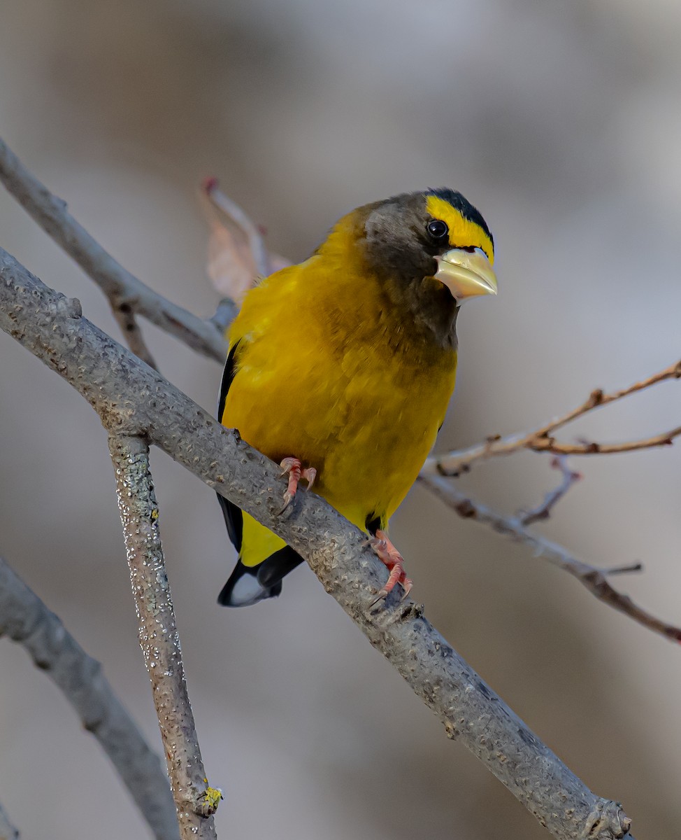 Evening Grosbeak - ML646248497