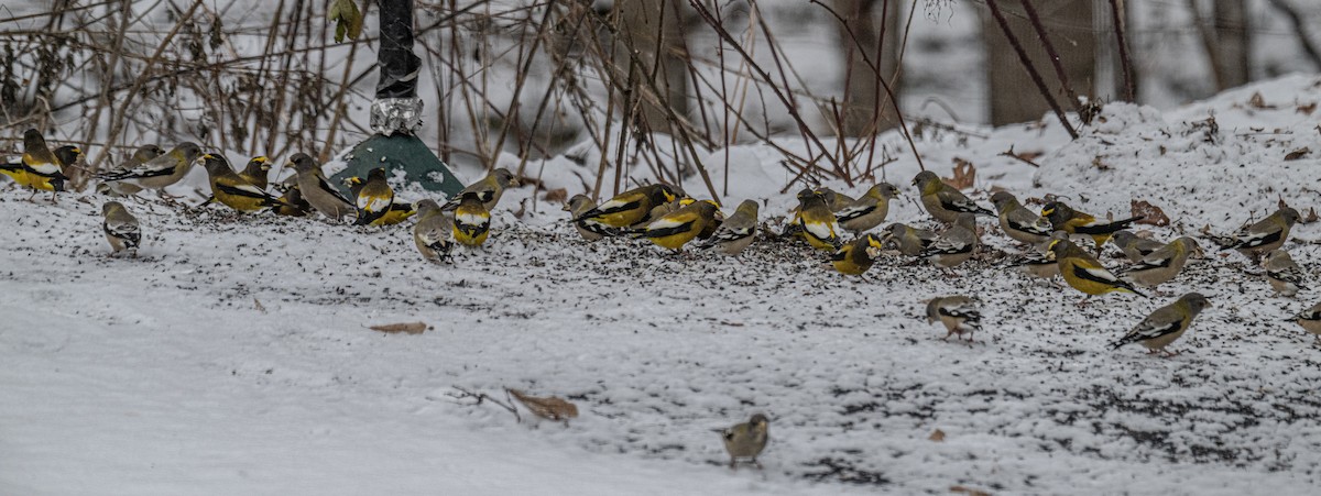 Evening Grosbeak - ML646248498