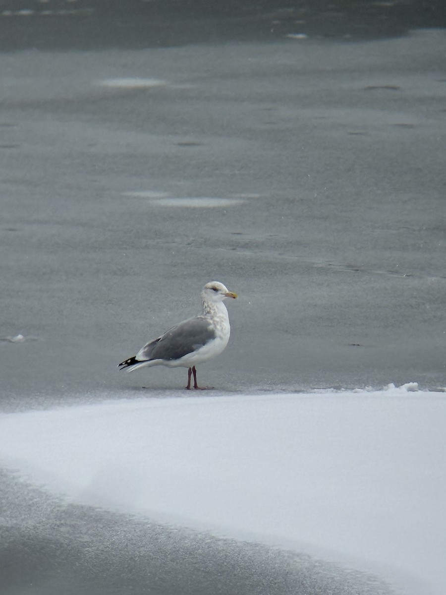 American Herring Gull - ML646248501