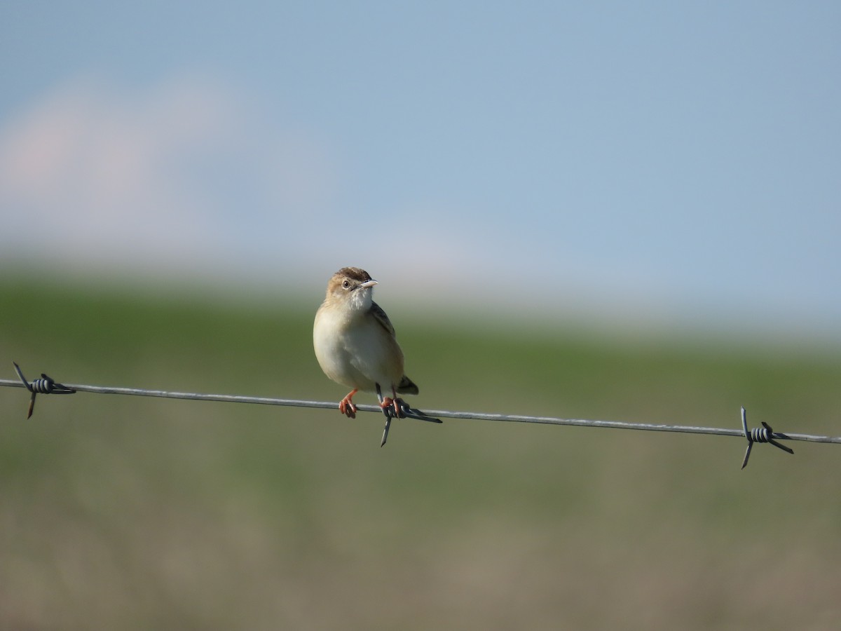 Zitting Cisticola - ML646248503