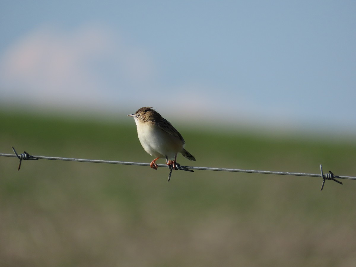Zitting Cisticola - ML646248504