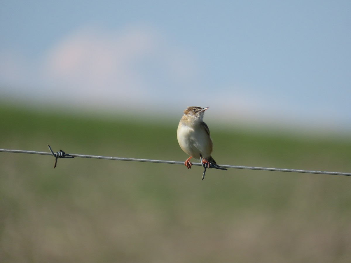 Zitting Cisticola - ML646248505