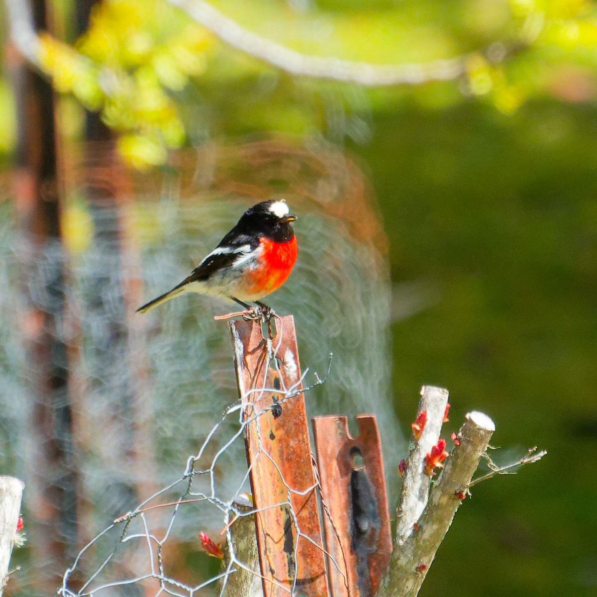 Scarlet Robin (Scarlet) - ML646248507