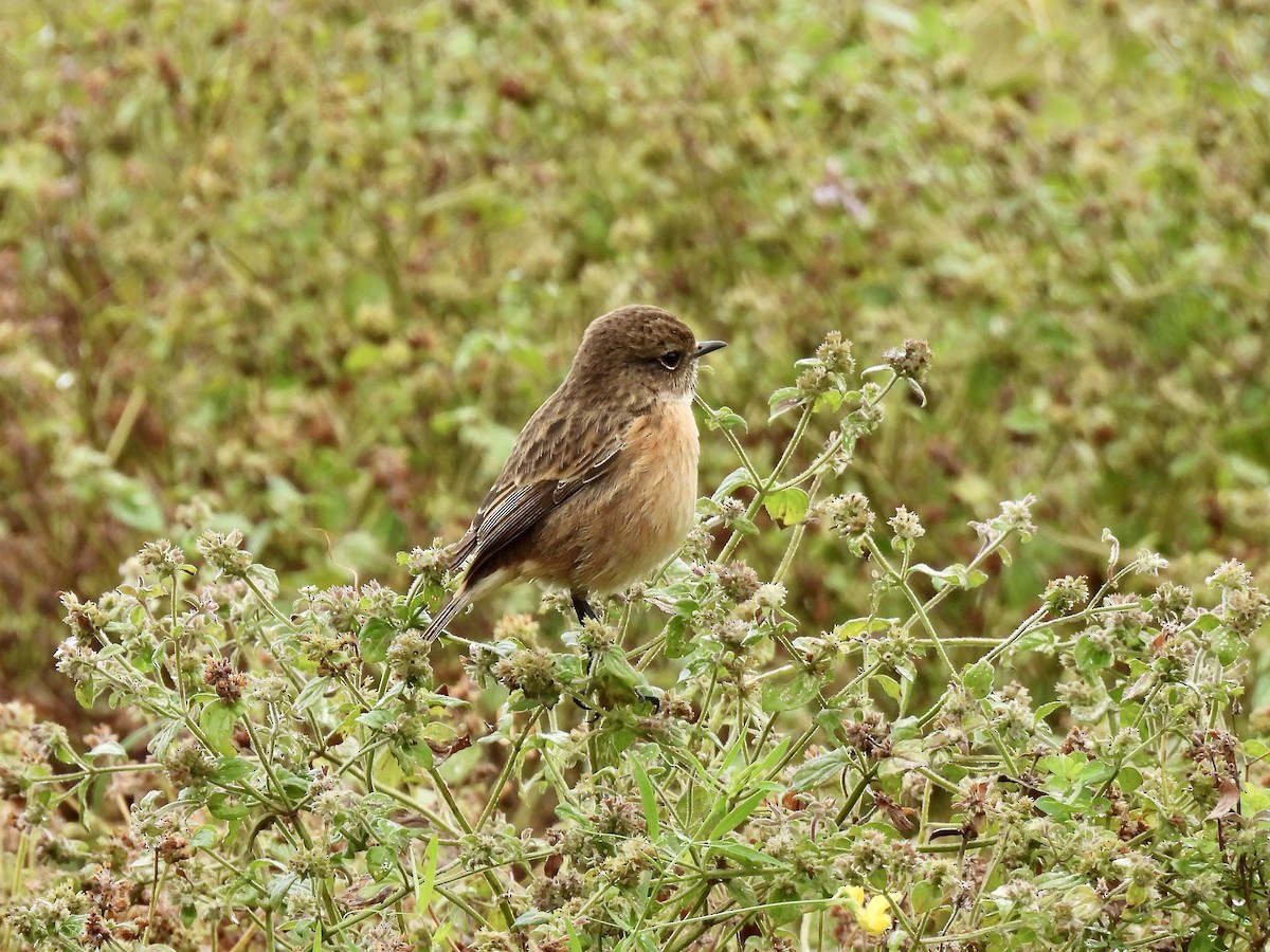 European Stonechat - ML646248508