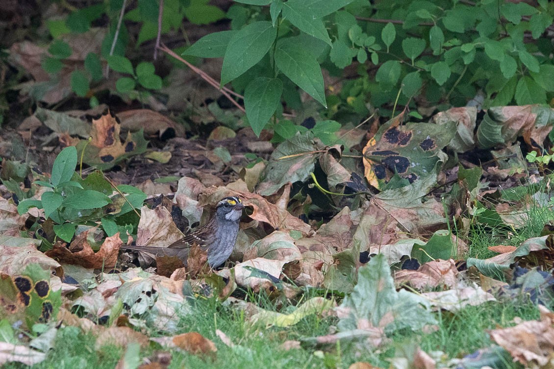 White-throated Sparrow - ML646248509