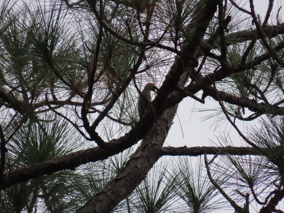 Red-bellied Woodpecker - ML646248510
