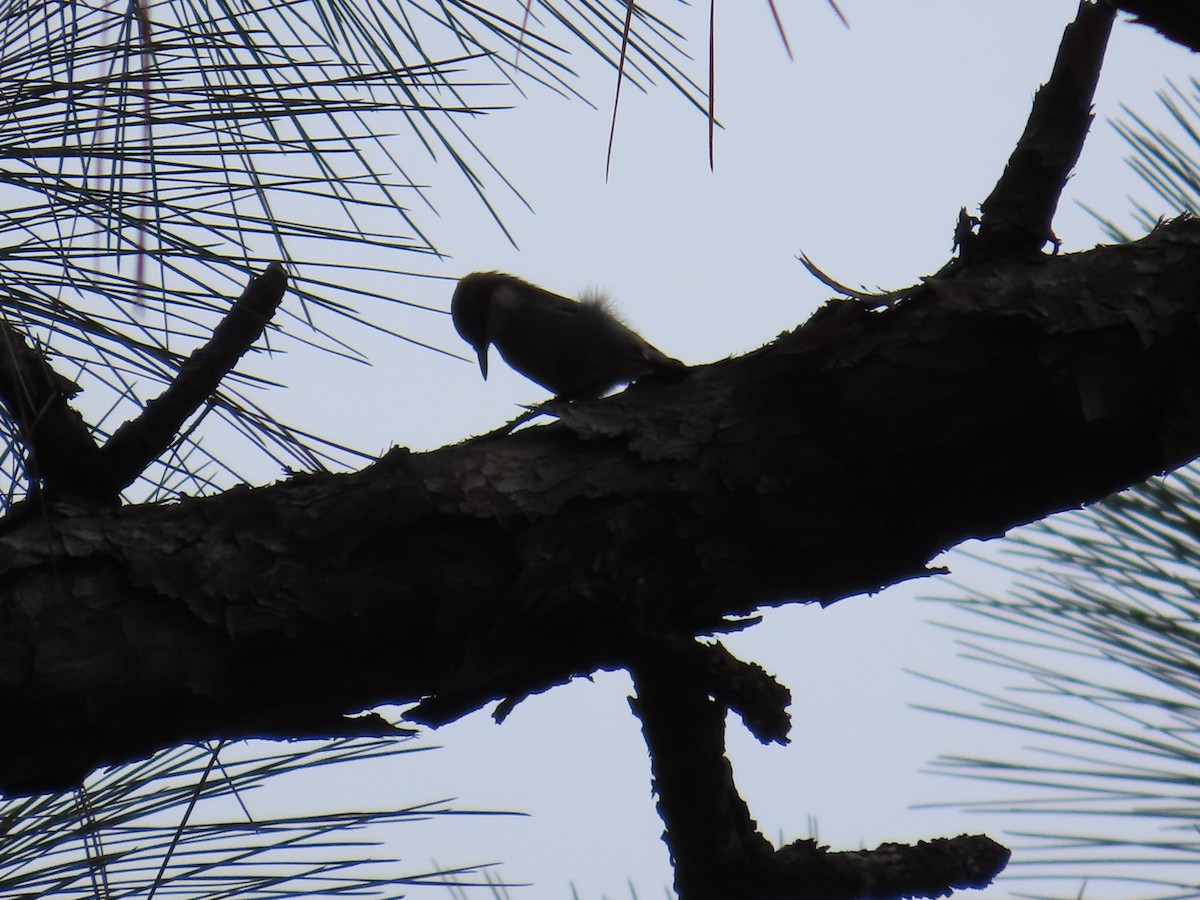 Sittelle à tête brune - ML646248516