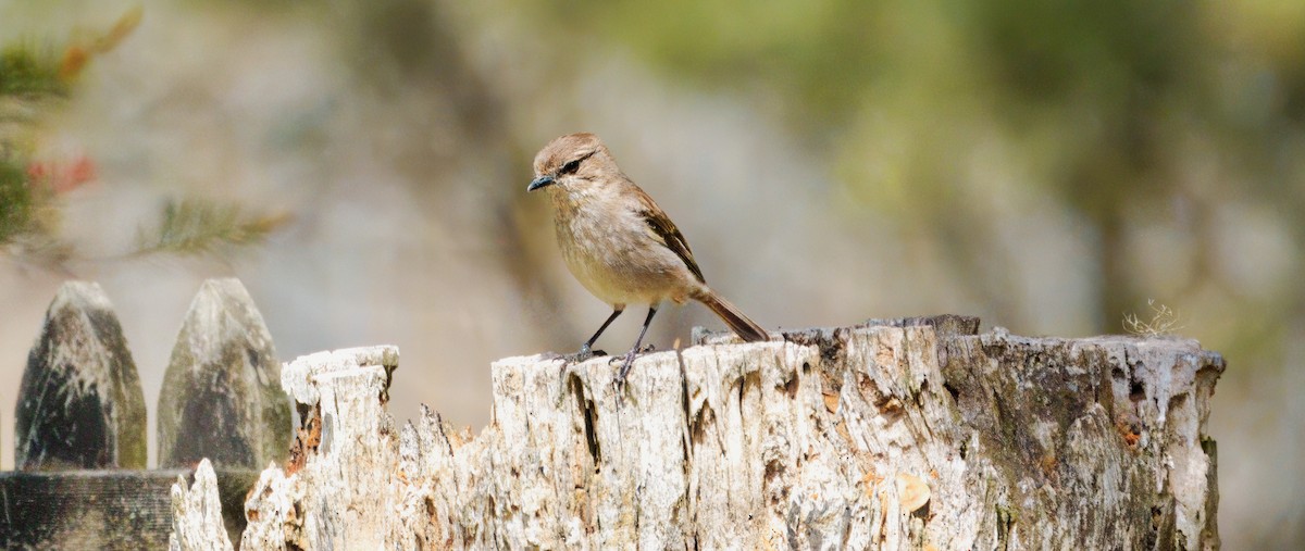 Tasmanschnäpper - ML646248517