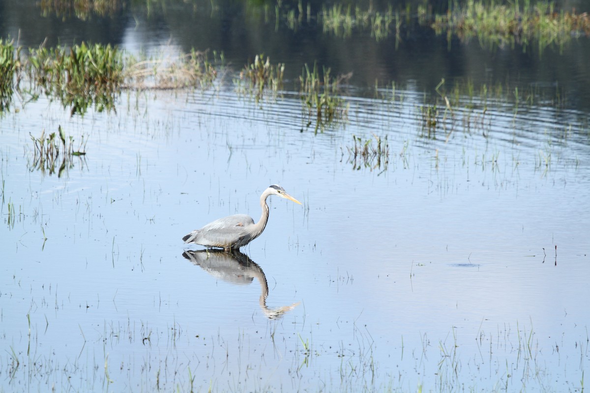 Amerika Gri Balıkçılı - ML646248518