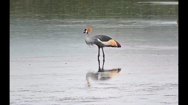 Gri Taçlı Turna - ML646248519