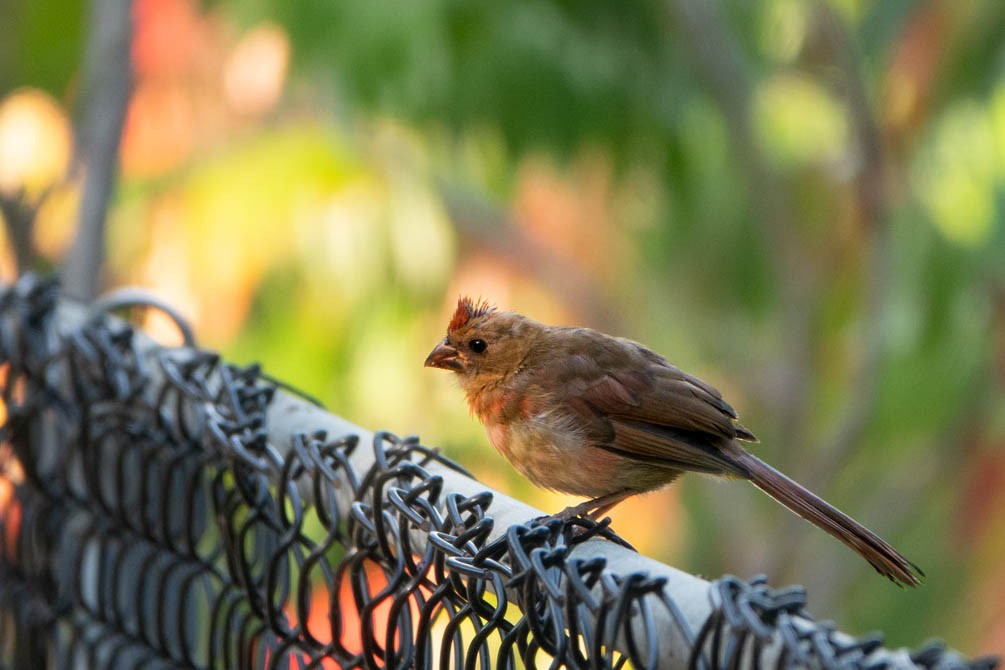 Kırmızı Kardinal - ML646248520