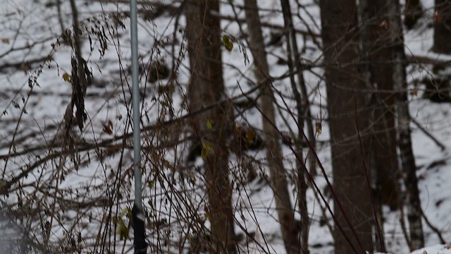 Evening Grosbeak - ML646248521