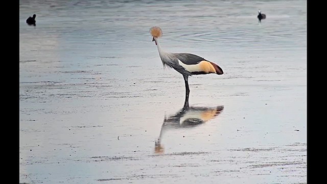 Gri Taçlı Turna - ML646248522