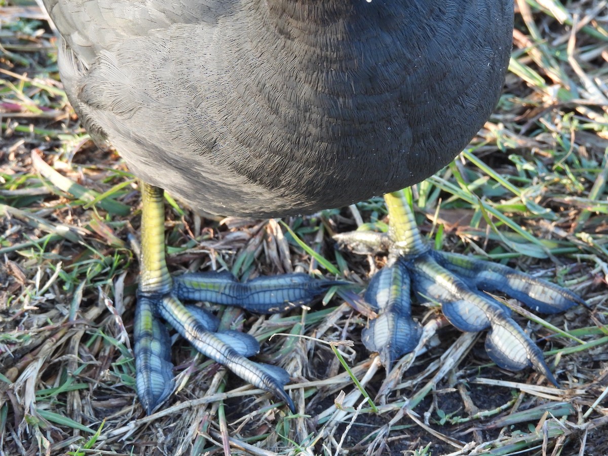 Amerika Mekesi - ML646248523