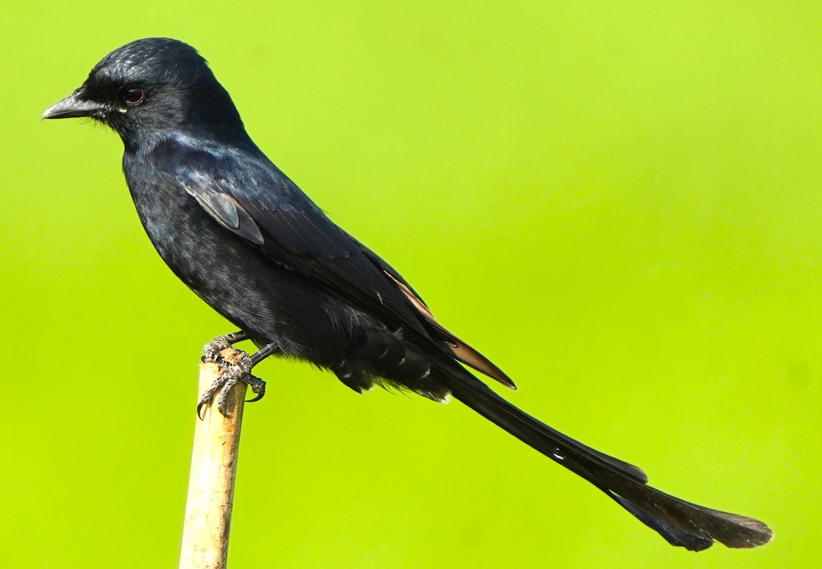 Kara Drongo - ML646248524