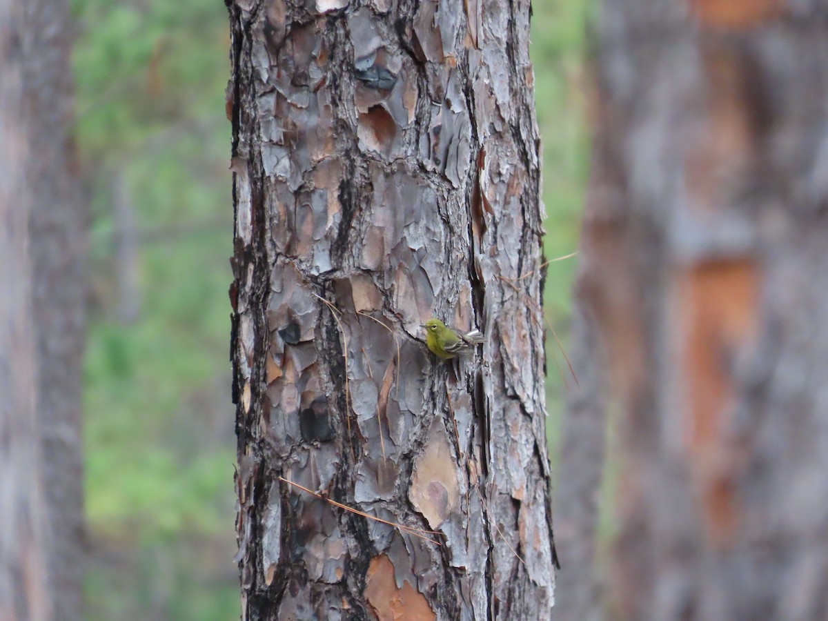 Çam Ötleğeni - ML646248525