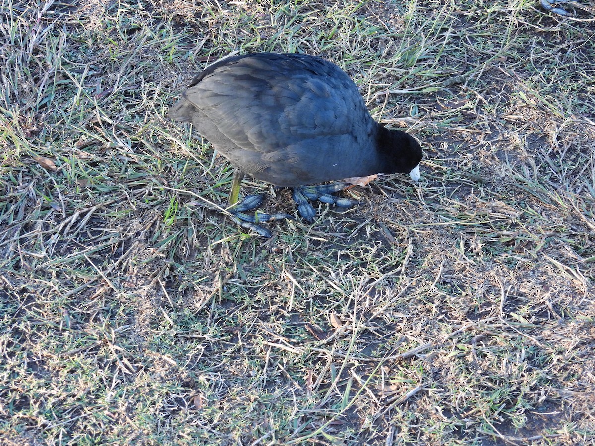 Amerika Mekesi - ML646248526