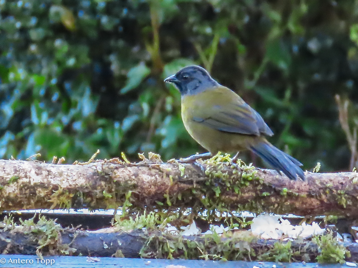 İri Ayaklı Serçe - ML646248527