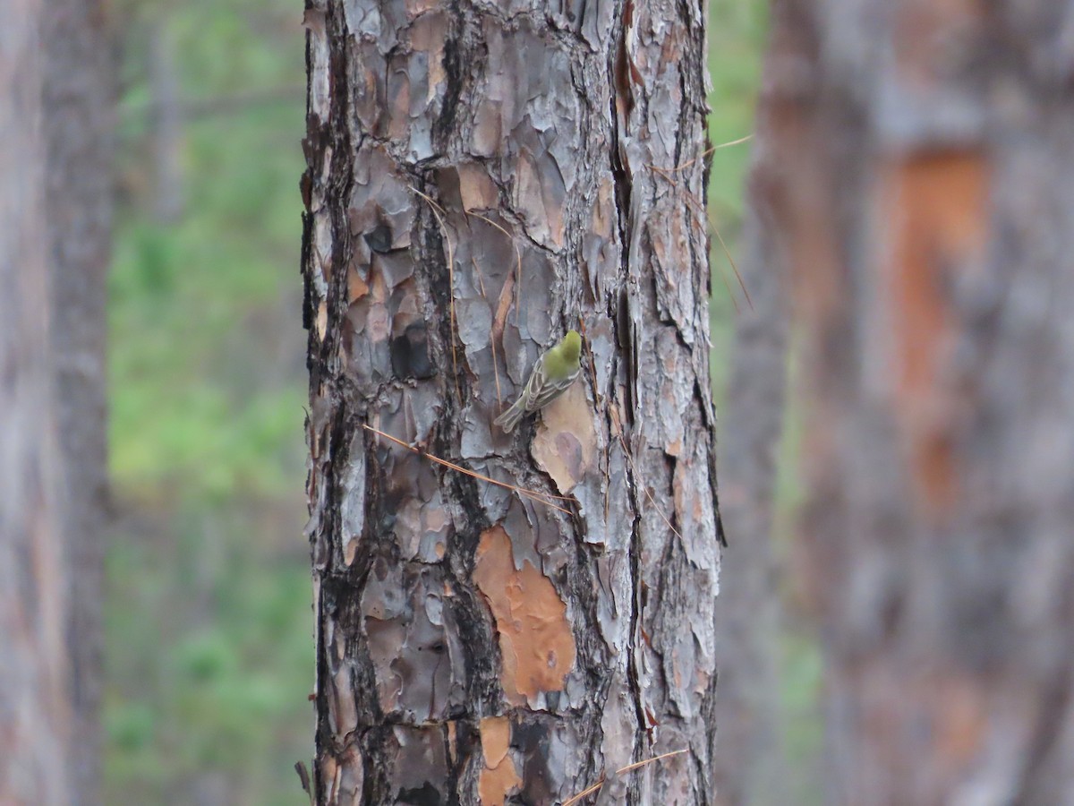 Çam Ötleğeni - ML646248528