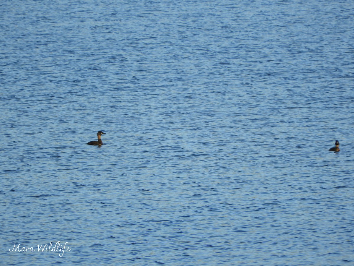 Ak Sırtlı Ördek - ML646248529