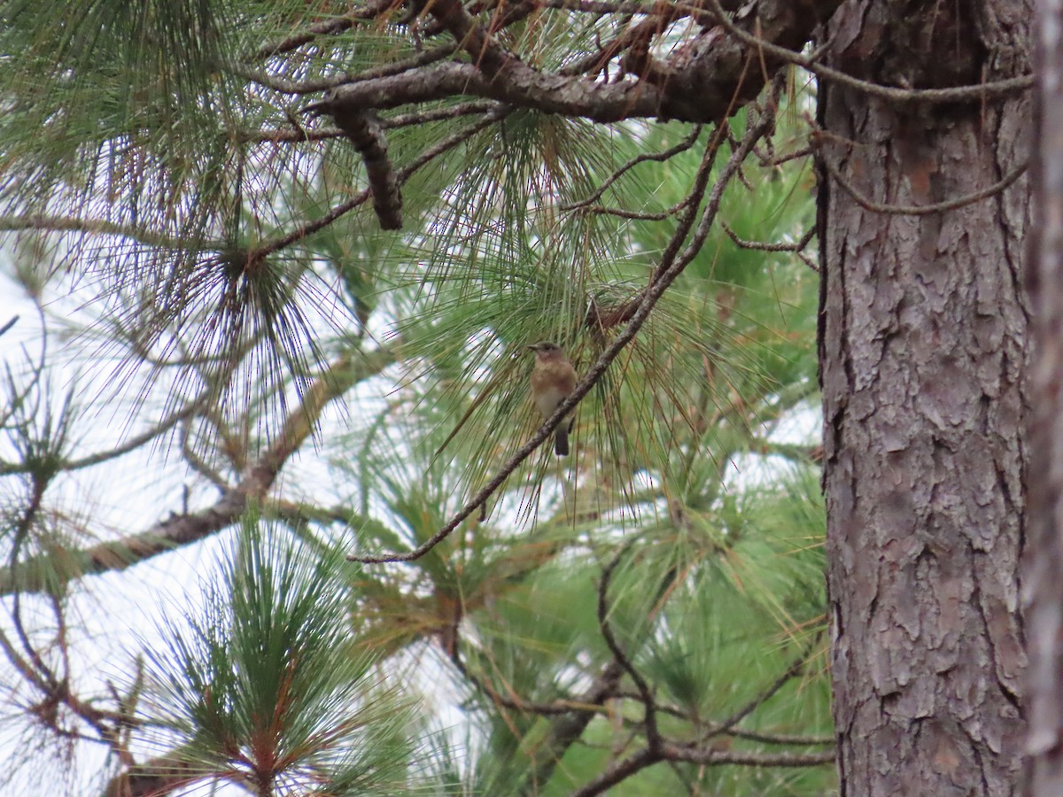 Doğulu Mavi Ardıç - ML646248531