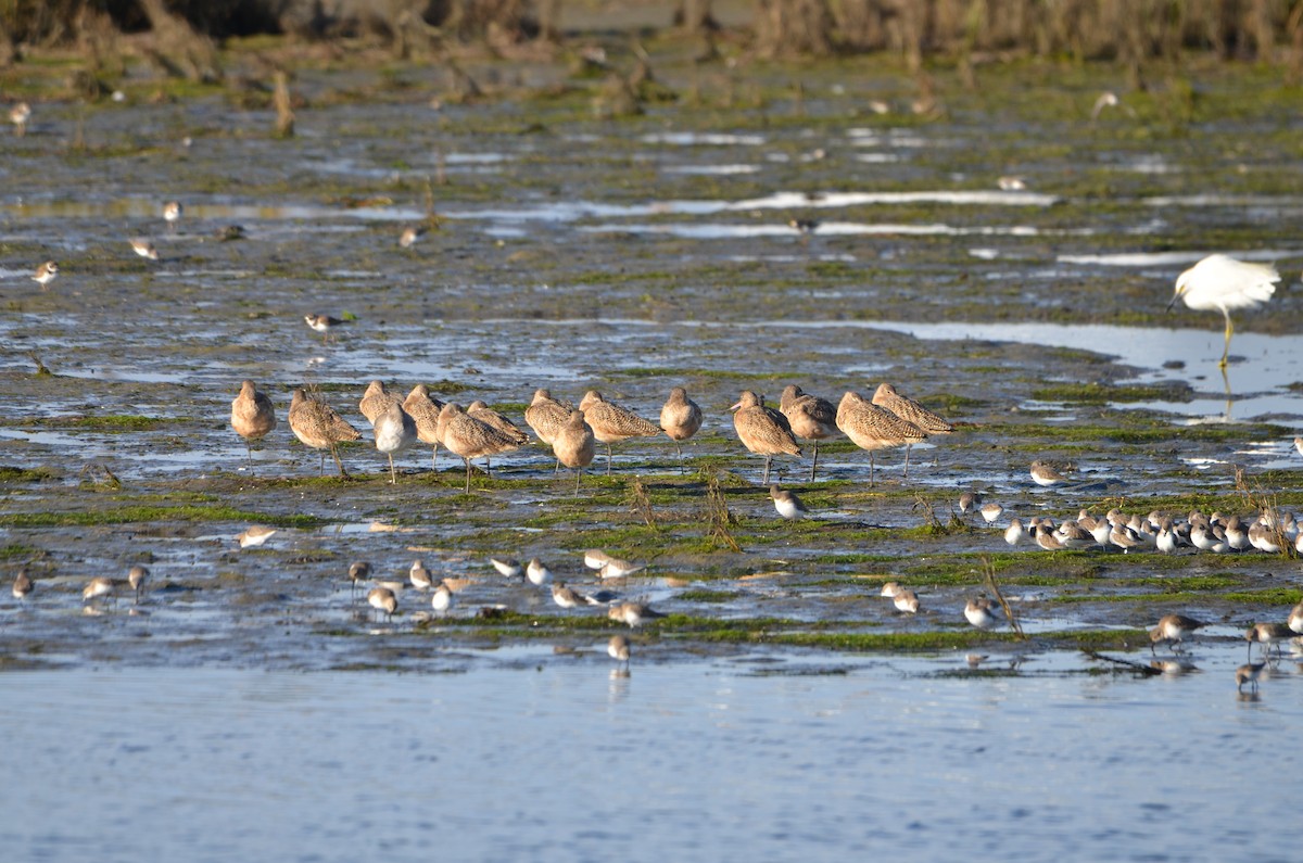 Ebruli Çamurçulluğu - ML646248532