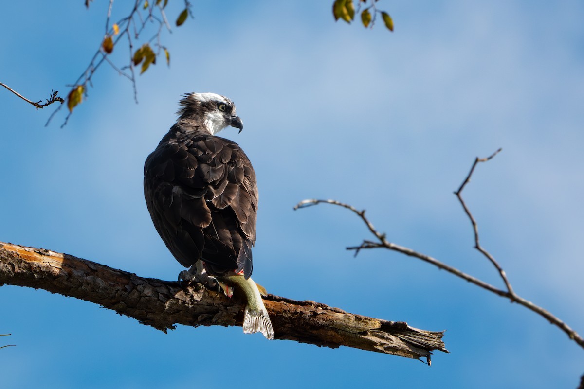 Balık Kartalı - ML646248533